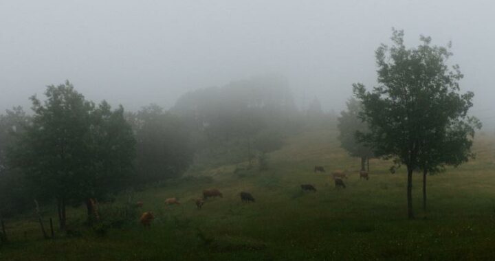 Documenta Madrid 2017