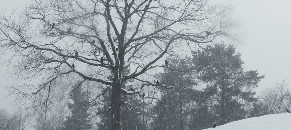 Documenta Madrid 2019: Crónica 2